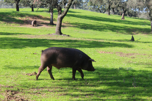Spanish Pata Negra Pigs and Their Bellies (yum, yum) – GringoCool