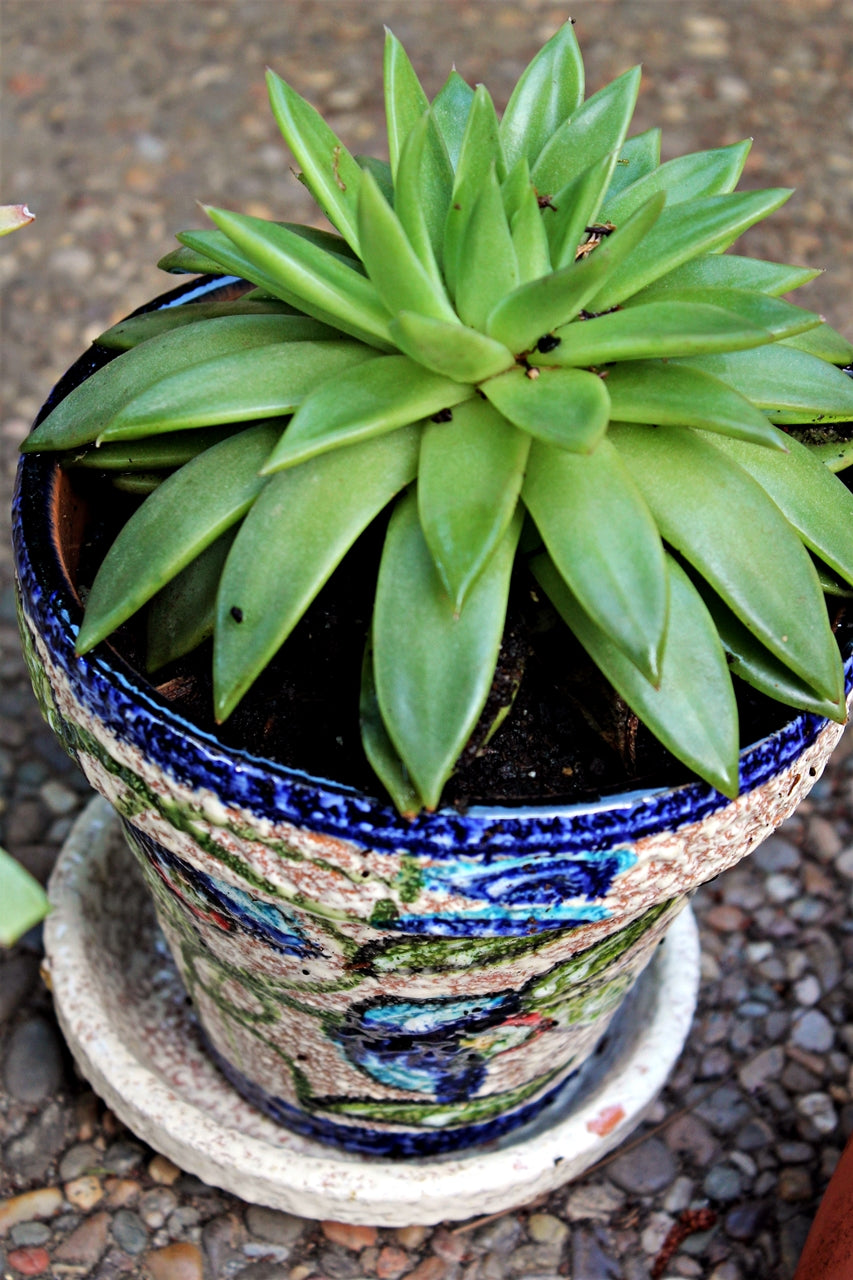 Spanish Garden Pot  - Blue Corazon Design