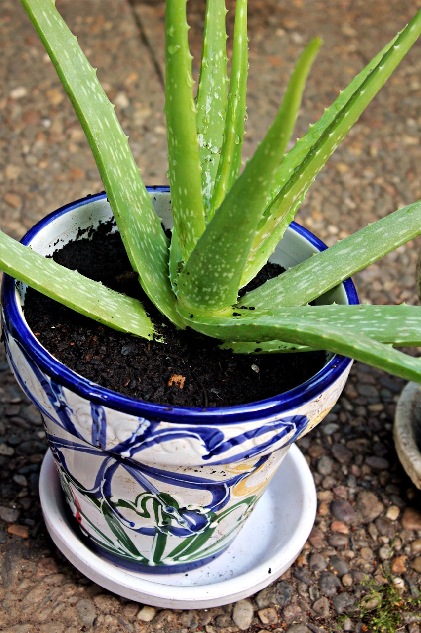 spanish ceramic pots for plants Spanish Garden Pot