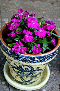 Thumbnail for Cactus Canyon Ceramics garden pots from Spain